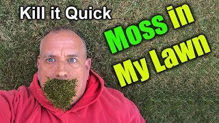 Get rid of Moss in Lawn - How To