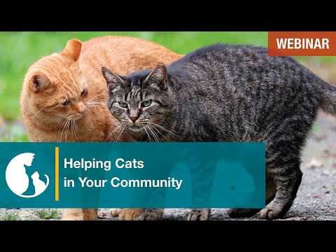 Helping Cats in Your Community Series: Trap Neuter Return Basics