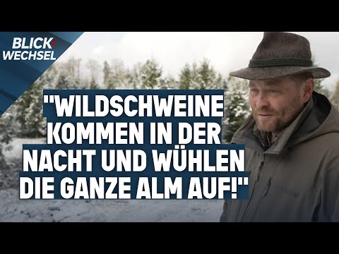 Wildschweine wüten in Salzburg: Bauern warnen vor Schäden | BLICKWECHSEL