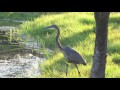 Hungry Heron Returns And Stalks Mallard Duck