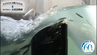 長良川河口堰 魚道