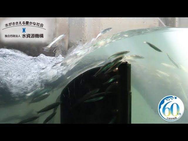長良川河口堰 魚道