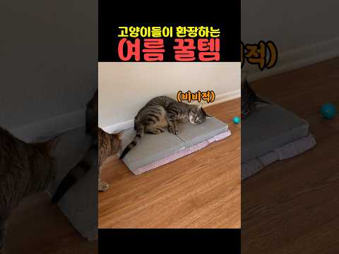 고양이들이 환장하는 여름 꿀템