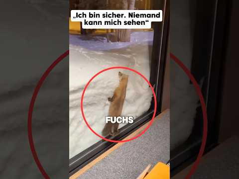 The fox's hiding place wasn't as good as he thought 😅 #shorts