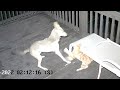 WILD VIDEO Fearless Cat At Faces Off With Coyote He Was A Fighter