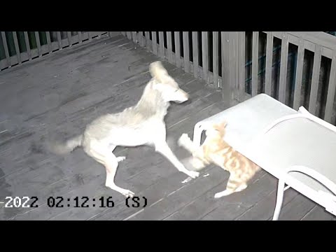 WILD VIDEO: Fearless cat at faces off with coyote: ‘He was a fighter’