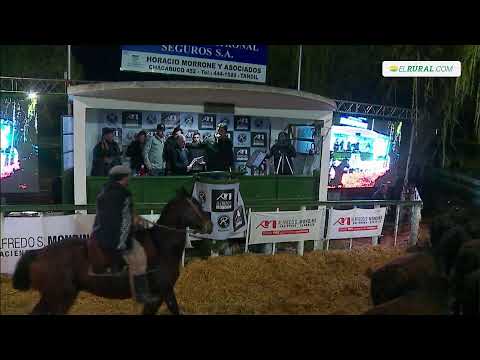 🔴EN VIVO | Remate Televisado RUSTICOS Máxima Selección Genética | Alfredo S. Mondino, 02-09-2023🔴