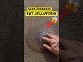 Sand Piranhas Eat Jellyfish I Rescued Shorts