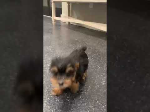 Lolli - Yorkie poo puppy for sale