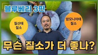 2025년)블루베리는 어떤 질소를 더 선호할까? 질소 종류에 따른 효율 비교! | 블루베리 재배교육 3편 |…