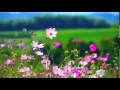 Flowers Video Background HD 1080p