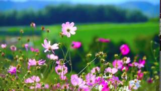 Download lagu Flowers - Video Background HD 1080p mp3 Download lagu Flowers - Video Background HD 1080p mp3