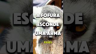 A arma escondida por trás da fofura dos lêmures