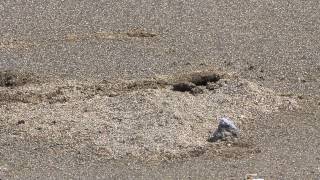 preview picture of video 'horn-eyed ghost crab (Ocypode ceratophthalmus) digging a hole'