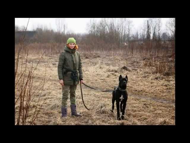 Курсы кинологов - дрессировщиков