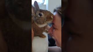 Bunny licks my head to thank me for massage