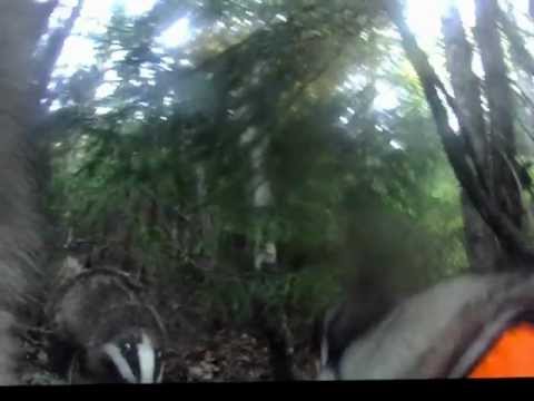 elk hound in face of badger, contour roam. elghund i slåskamp med greving. dog fighting