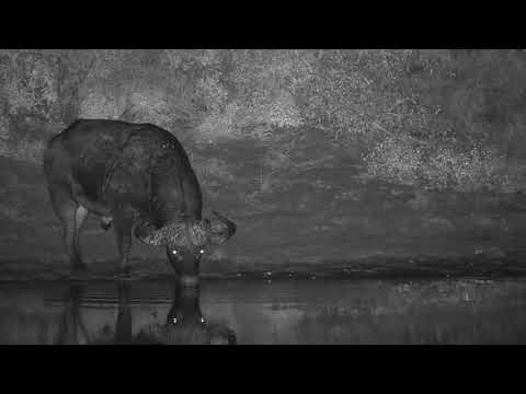 Djuma: Lone Buffalo gets a drink at the dam - 00:58 - 05/16/20