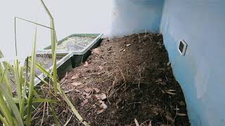 ダルマガエル観察ライブ20250918