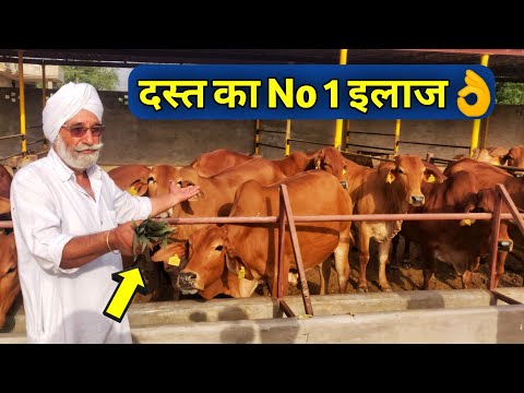 , title : 'पशुओं की दस्त का देसी इलाज|Loose Motion Homemade Treatment for cattle(Hindi English)'
