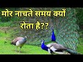 मोर नाचते समय क्यों रोता है आखिर मोर क�