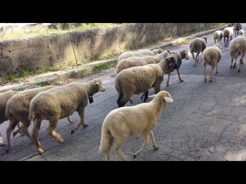 Gregge di pecore merinos al pascolo con agnelli montoni capre e cani pastori maremmani. Transumanza