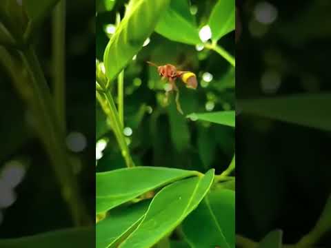 khushiyan aur gham - Anuradha Paudwal & Udit Narayan song❣️ natural view #status #shorts #viralvideo