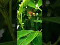 Khushiyan Aur Gham Anuradha Paudwal Udit Narayan Song ️ Natural View Status Shorts Viralvideo