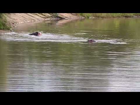 Djuma: Hippo youngsters playing in the water - 06:11 - 02/20/2023