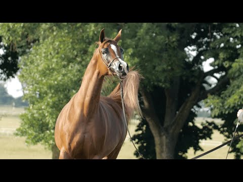 ⚜️ POGANINKA ⚜️ (El Omari x Pentra / Poganin), 2022 PRIDE OF POLAND