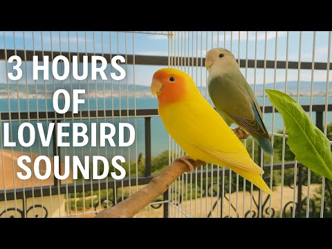 3 Hours of Lovebird Sounds – Peach Faced & Lutino Chirping