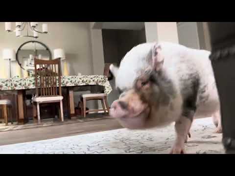 Hamlet the Mini Pig: Hide and Seek fun