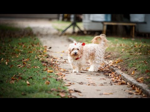 Havanese vs Maltese: A Comprehensive Comparison