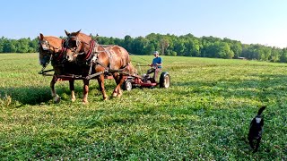 It's a big HAY DAY for the horses!! #834