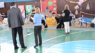 , видео 26.12.2015