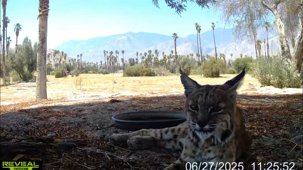 S3E46: A bobcat stops by a water station to hydrate, rest and relax on a warm day at Prescott Preserve