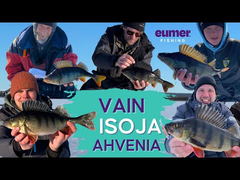 JÄTTIAHVENIA pilkkimässä pohjoisessa •  Ennätykset meni uusiksi • Ahvenen pilkintä