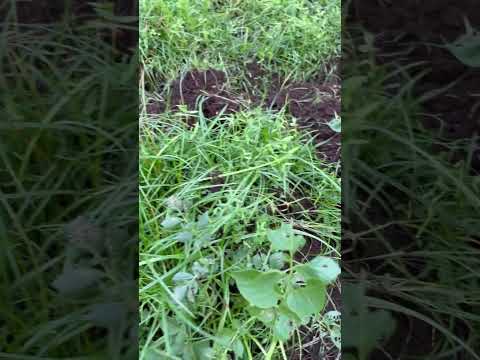 乾燥した石の多い土壌に適した植物: トップ 6 を見つけて庭を強化しましょう!  庭園