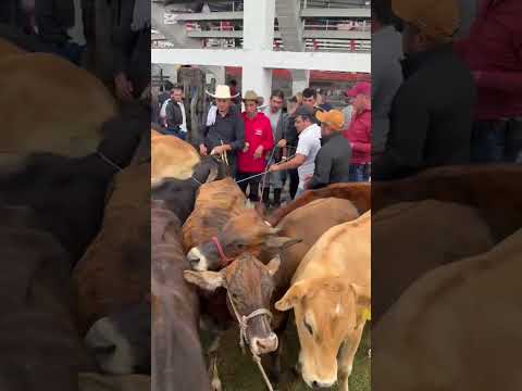 Feria ganadera en Guaca Santander.