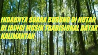Download lagu INDAHNYA SUARA BURUNG DI HUTAN DI IRINGI MUSIK TRADISIONAL DAYAK KALIMANTAN mp3 Download lagu INDAHNYA SUARA BURUNG DI HUTAN DI IRINGI MUSIK TRADISIONAL DAYAK KALIMANTAN mp3