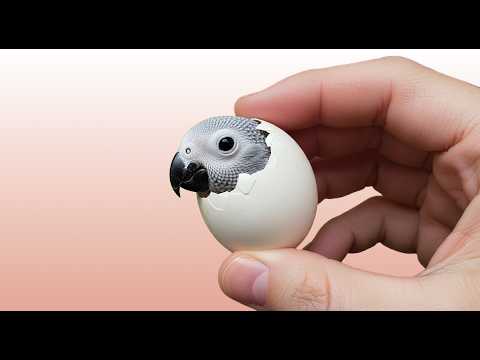 The Smallest African grey parrot you have ever seen - the Baby Bird Who Made Me a Mom 💚
