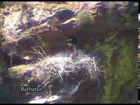 Cigüeña negra con pollos ( Ciconia nigra )
