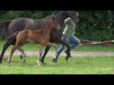 *2022 Stute von Vaderland - Heinrich Heine