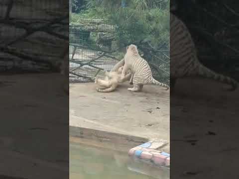 White Tiger vs White Lion