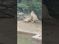 White Tiger Vs White Lion