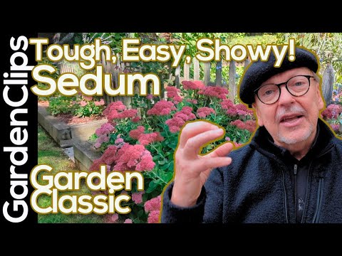 Flowering Sedum (Stonecrop): The EASIEST Plant to Grow!