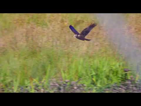 Marsh Harrier Circus aeruginosus female hunting at Loch of Strathbeg