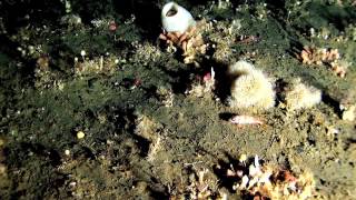 THE BERING SEA SUBMARINE ADVENTURES - Sponges