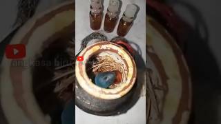 Download lagu Serai Berbunga Langka, Tanda Mustika di Bawahnya?#faktamisteri #bungaserai #viralshort mp3