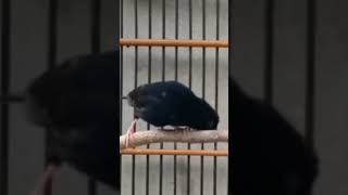 Download lagu MASTERAN BURUNG INDIGO VILLAGE mp3 Download lagu MASTERAN BURUNG INDIGO VILLAGE mp3